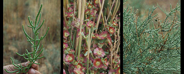 Desert Plants, Dasht-e Kavir desert, near Sabzevar, NE Iran